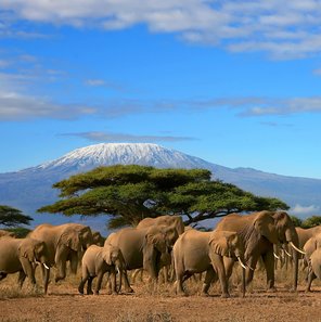 Abenteuer Kilimanjaro – Auf dem Dach Afrikas