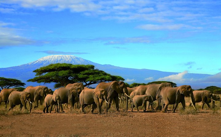 Eine Gruppe Elefanten in Tansania mit dem Kilimanjaro im Hintergrund