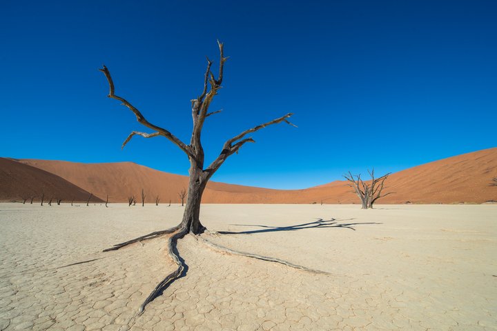 Baumgerippe im Sand von Sossusvlei in Namibia