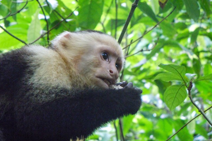 Affe im grünen Dickicht in Costa Rica