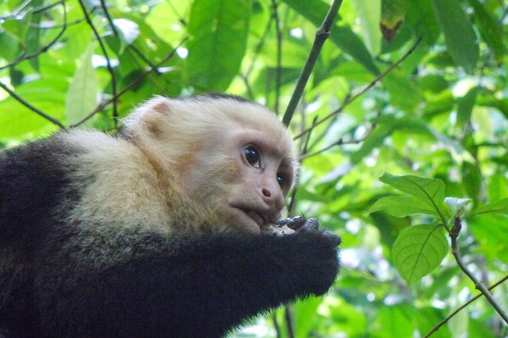 Affe im grünen Dickicht in Costa Rica
