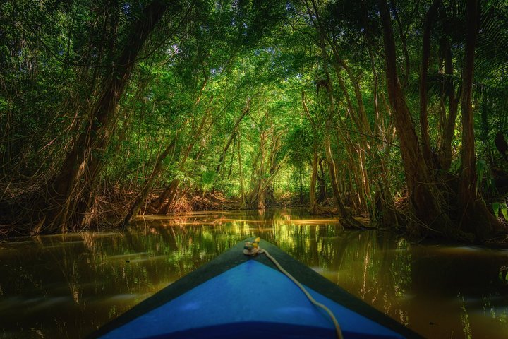 Bootsfahrt auf dem Indian River im Mangrovenwald auf Dominica