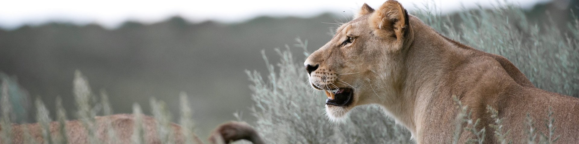 Löwen im Gras in Südafrika