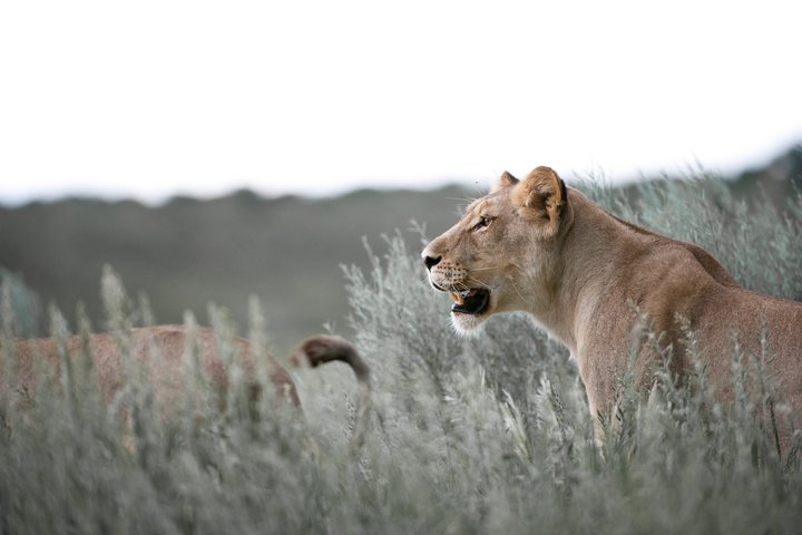 Löwen im Gras in Südafrika