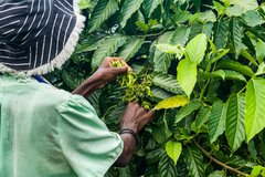 Ylang-Ylang Ernte auf Nosy Be
