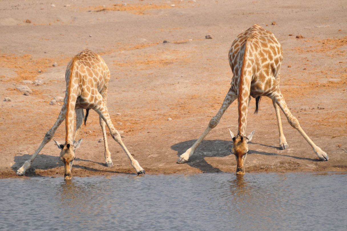 Zwei Giraffen im Etosha Nationalpark in Namibia
