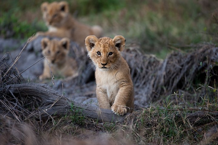 Drei Löwenbabies in Botswana