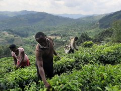 Teepflücker im Bwindi NP in Uganda