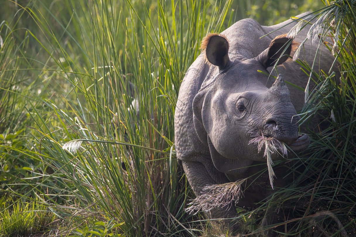 Panzernashorn im Chitwan-Nationalpark in Nepal Panzernashorn im Chitwan-Nationalpark in Nepal