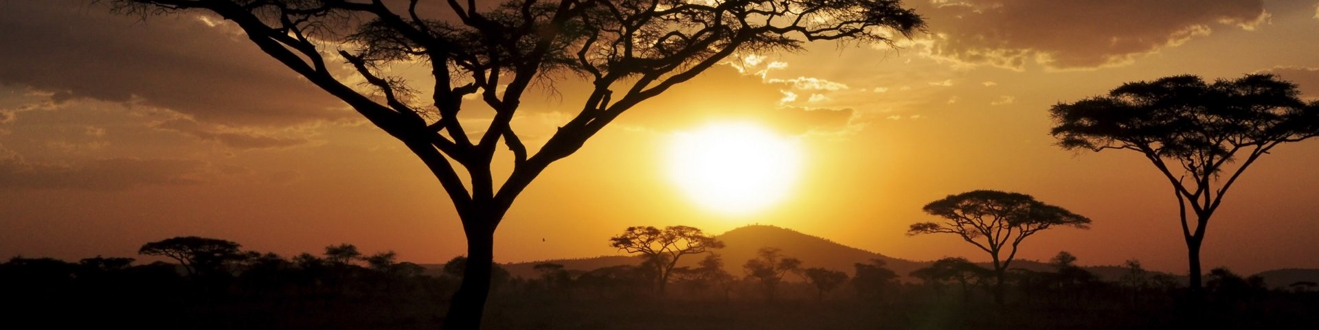 Mächtige Bäume bei Sonnenuntergang in Tansania