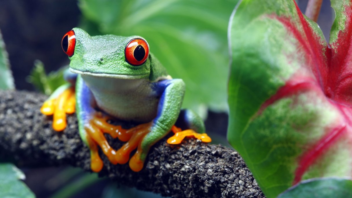 Grüner Frosch mit roten Augen in Dschungel von Costa Rica