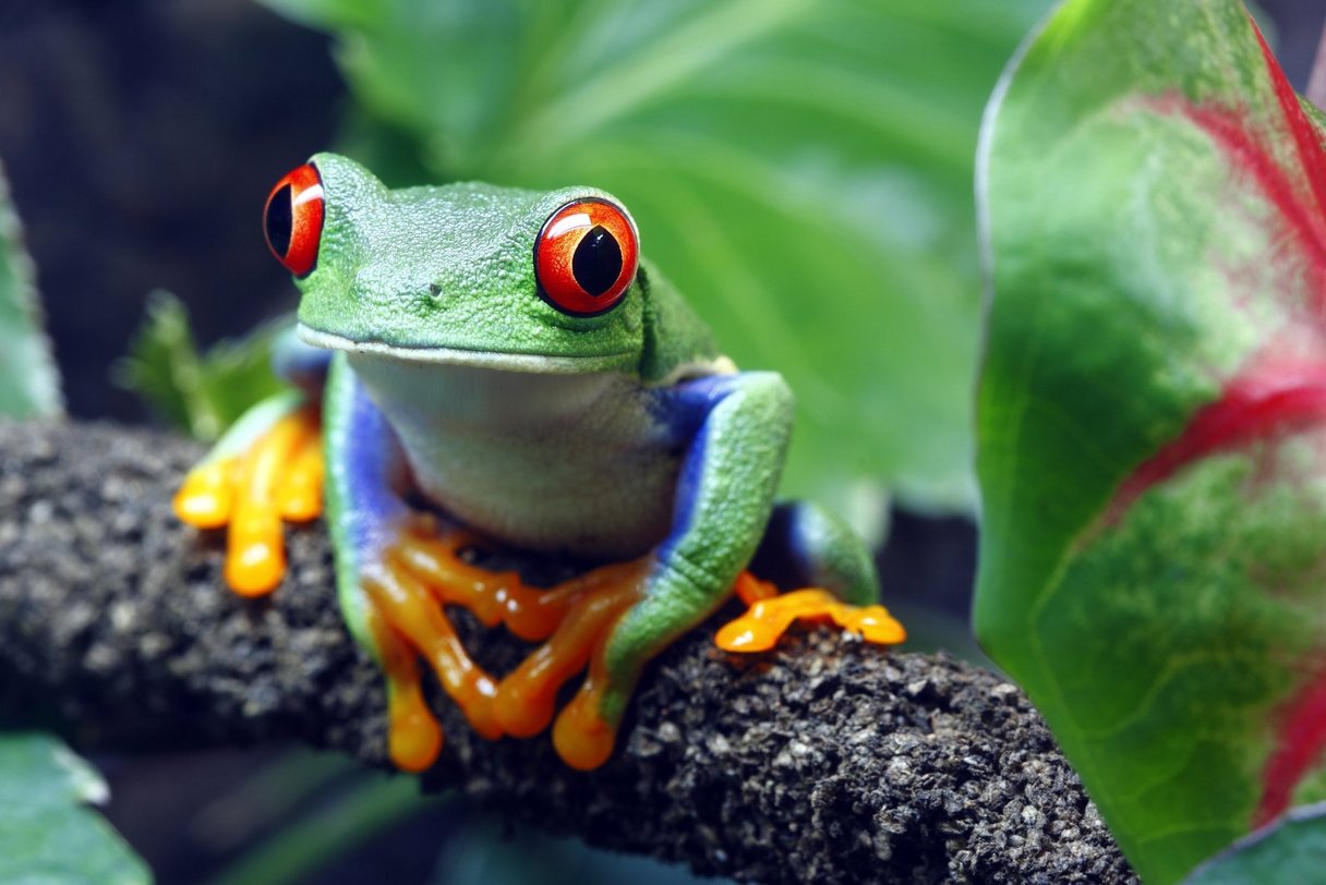 Grüner Frosch mit roten Augen in Dschungel von Costa Rica