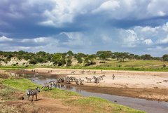 Zebras am Tarangire Fluss