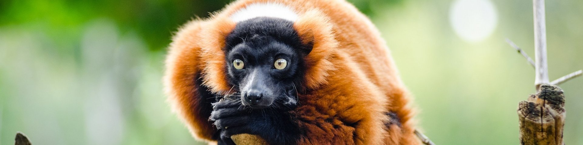 Roter Vari, ein Lemur