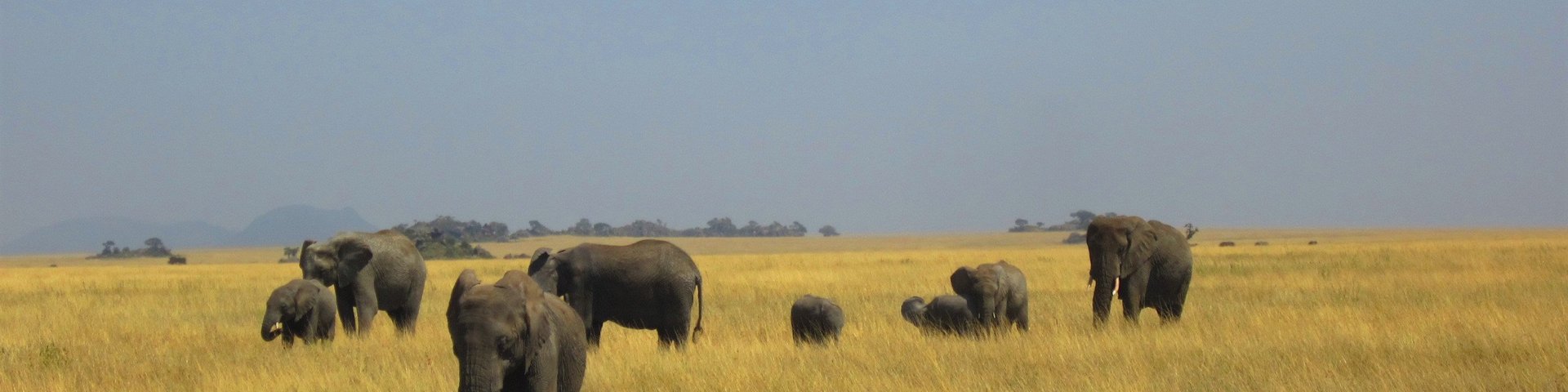 Eine Gruppe Elefanten im Naturschutzgebiet Masai Mara in Kenia