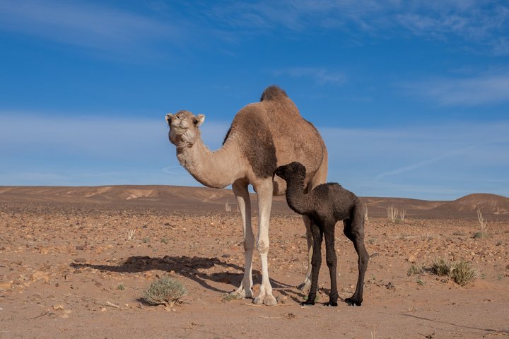 Kamelmutter und ihr Baby