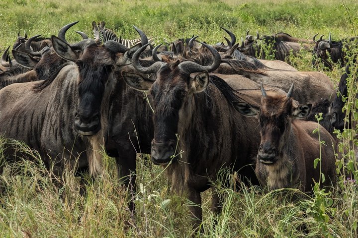 Gnus im Serengeti NP