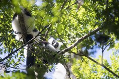 Lemuren in den Bäumen der Nationalpärke Madagaskars