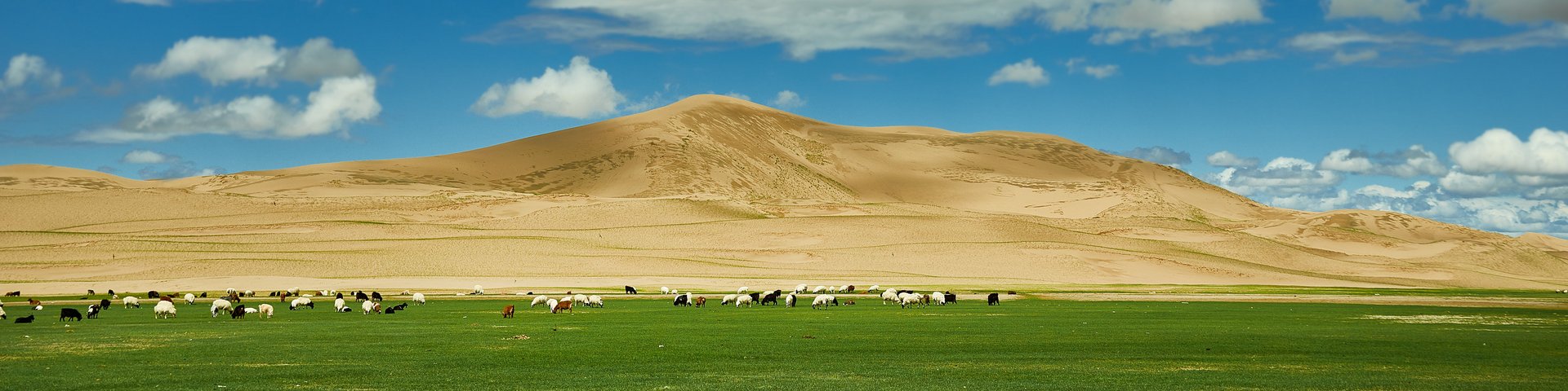 Chongoryn Els Sanndüne Panoramabild mit grünem Gras und Tieren