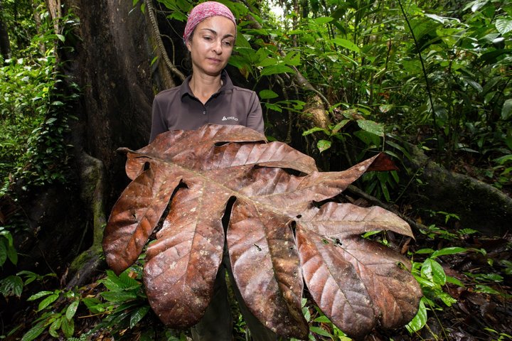 Explora-Vortrag Borneo - riesiges Blatt im Regenwald