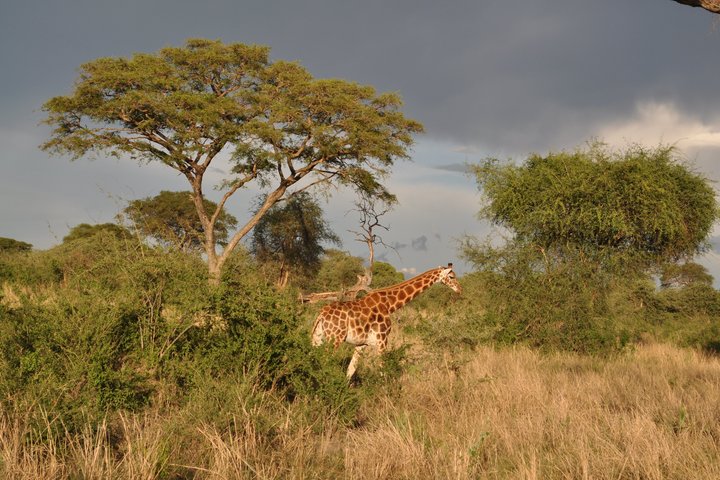 Giraffe in Uganda