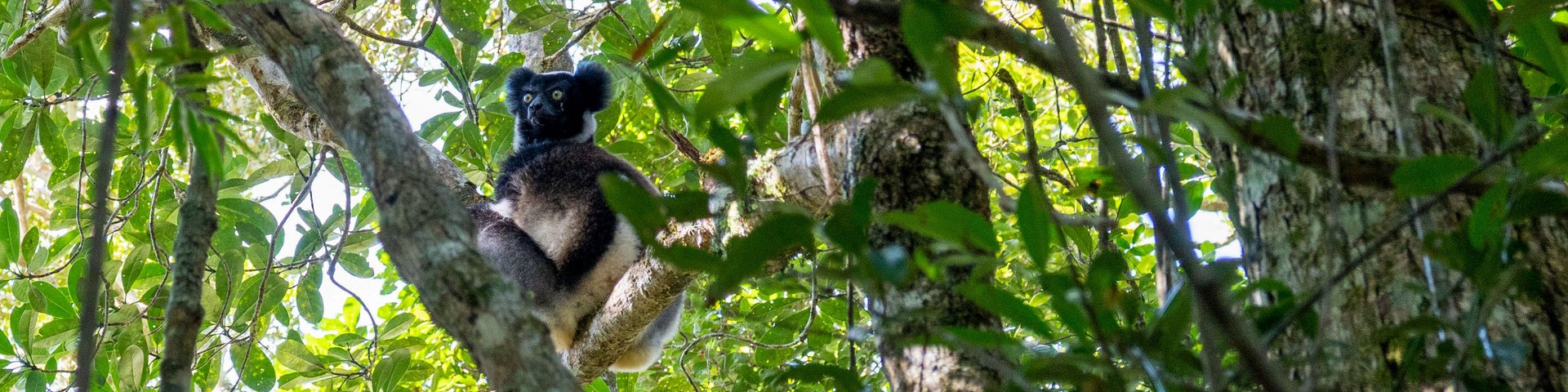 Lemur im Maromizaha-Reservat auf Madagaskar