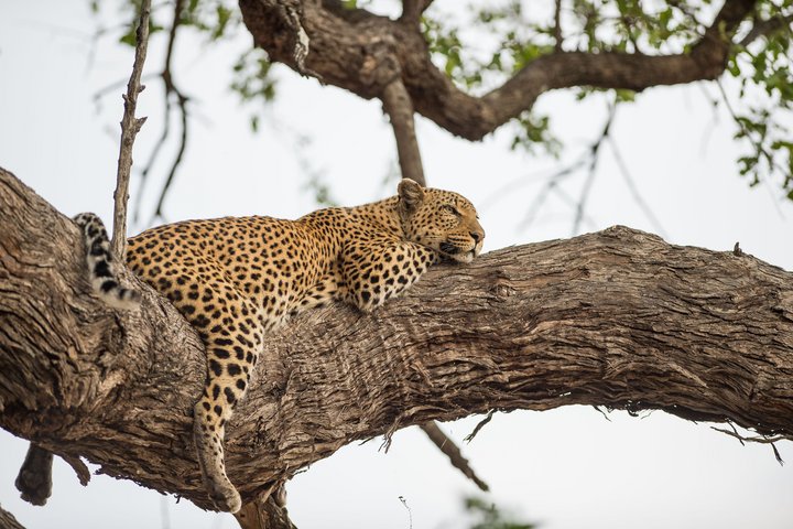 Leopard schlächt auf einem Baum
