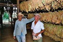 Tabakbauern präsentieren ihre aufgehängten Tabakblätter