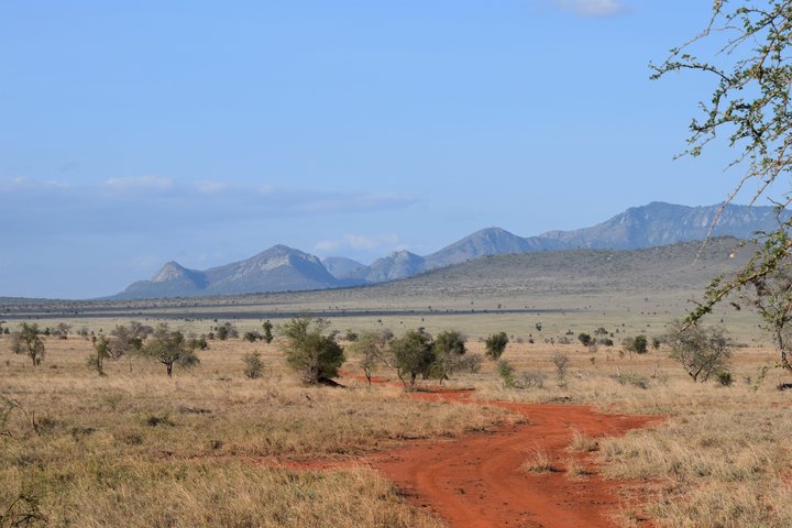 Amboseli-NP in Kenia
