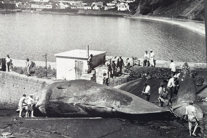 Historische Aufnahme eines Walfangs im Museum auf Faial