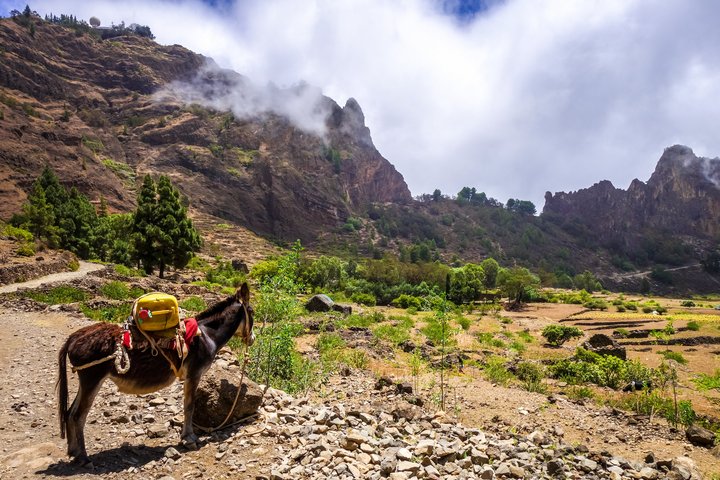 Esel im Cova Krater auf Santo Antao