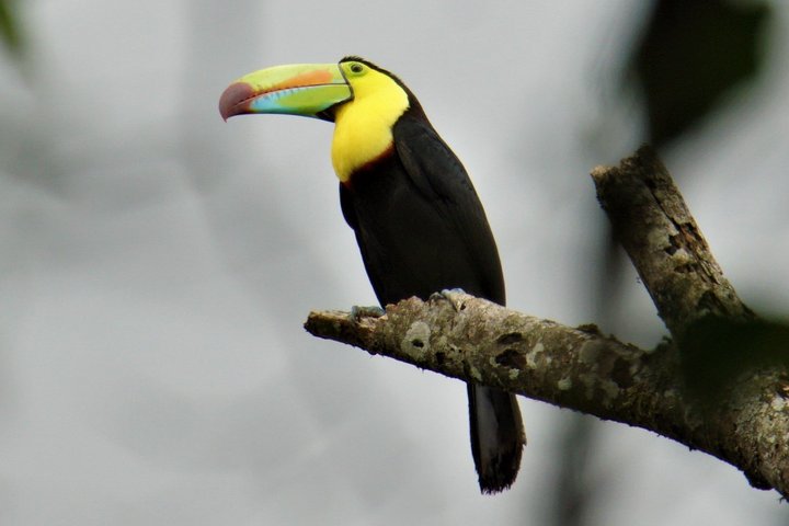 Tucan sitzt auf einem Ast in Costa Rica