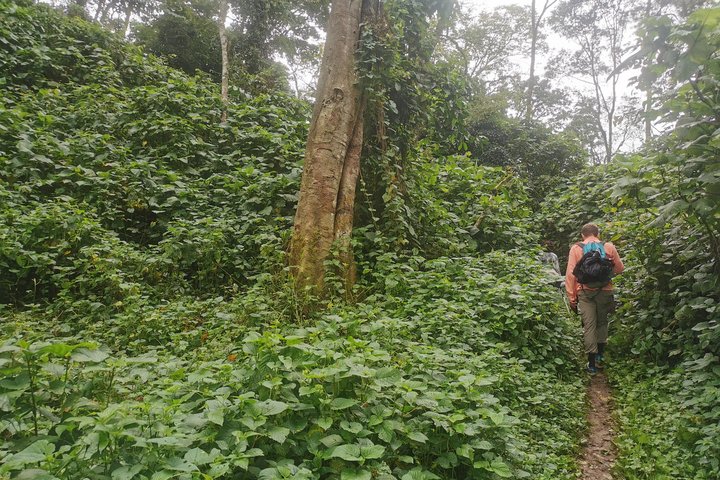 Auf dem Weg zu den Gorillas im Bwindi Forest Nationalpark