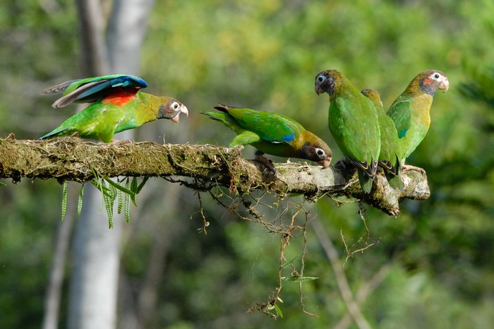 Mehrere grüne Papageien sitzen auf einem Ast in Costa Rica
