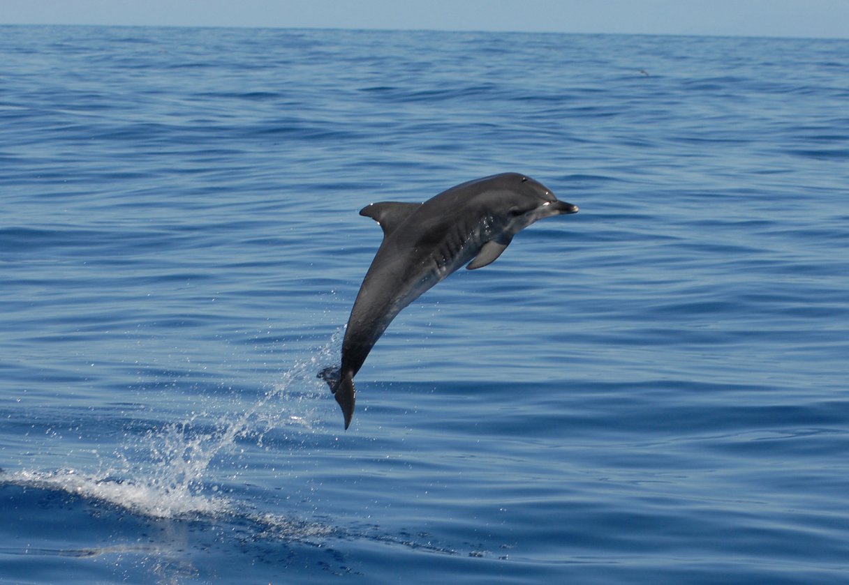Delfinen springt aus dem Wasser