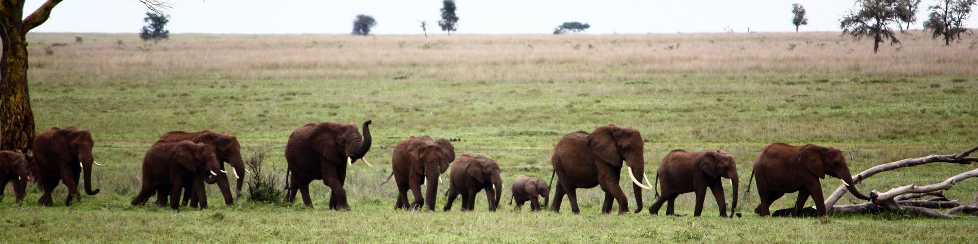 Elefanten Karawane in der Serengeti