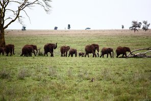 Jeep-Safari Tansania – 5 Tage Jeep-Safari Tansania – 5 Tage