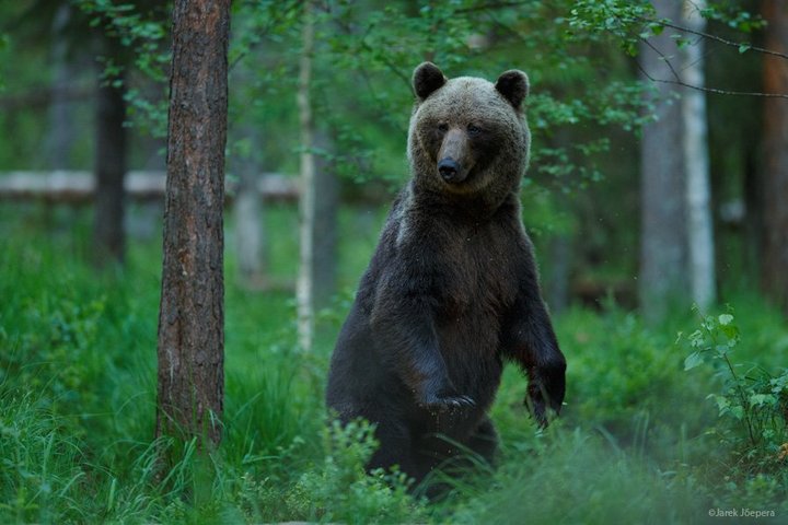 Braunbär steht aufrecht im Wald in Estland