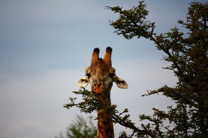 Giraffe beim Essen