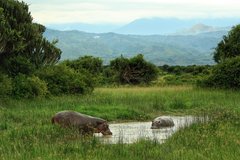 Nilpferde im Wasser in Uganda