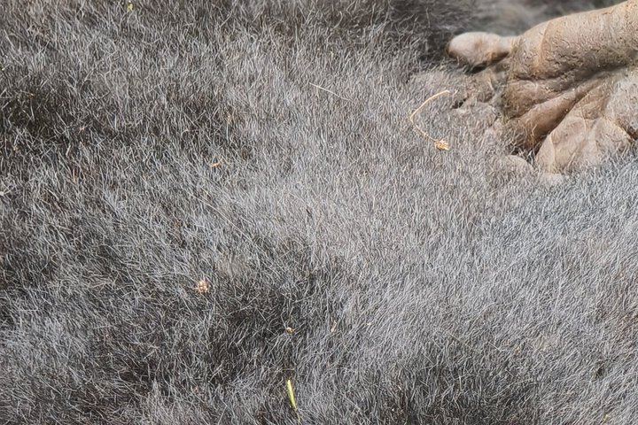 Gorillas im Bwindi NP