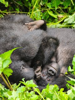 Gorillas im Bwindi NP