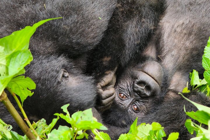 Gorillas im Bwindi NP Gorillas im Bwindi NP