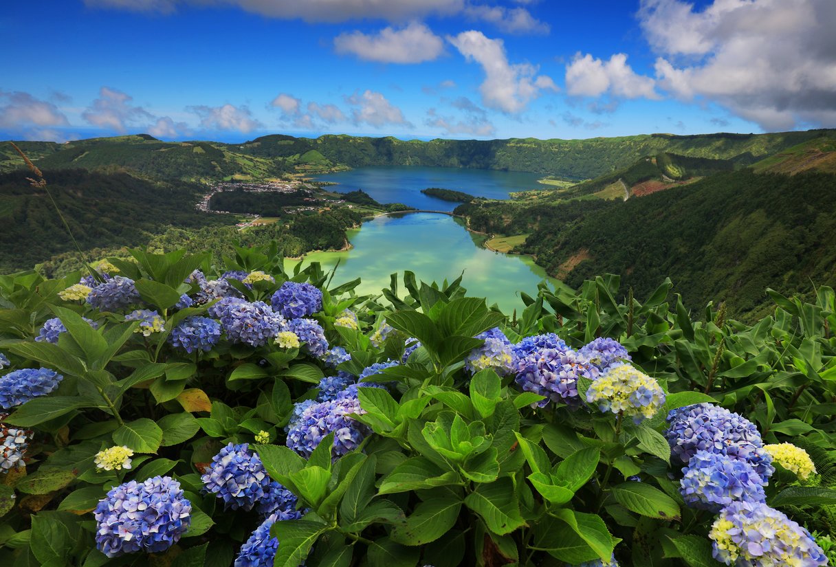 Hortensien während der Blütezeit bei Sete Cidades auf São Miguel