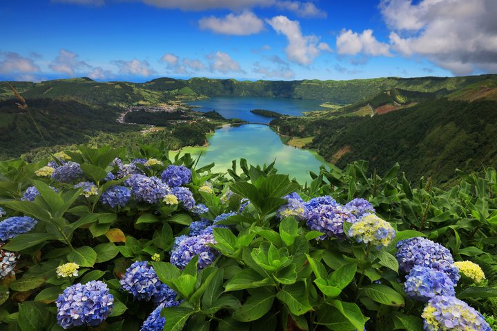 Hortensien während der Blütezeit bei Sete Cidades auf São Miguel