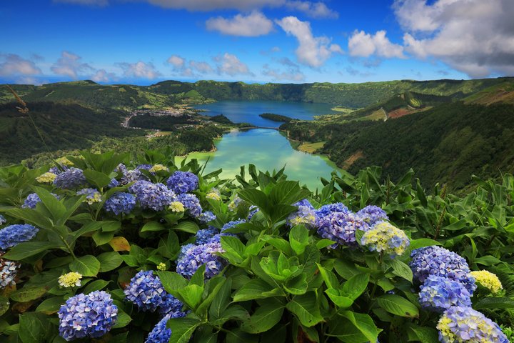 Hortensien während der Blütezeit bei Sete Cidades auf São Miguel