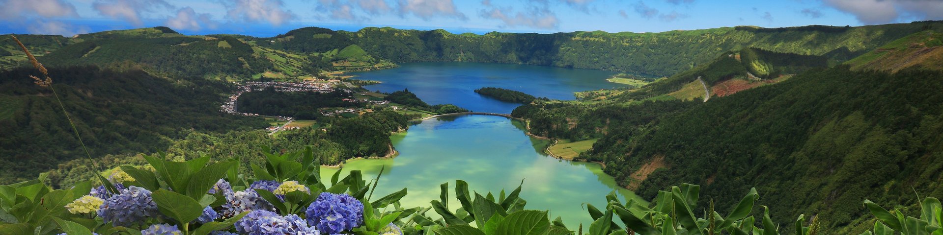 Hortensien während der Blütezeit bei Sete Cidades auf São Miguel