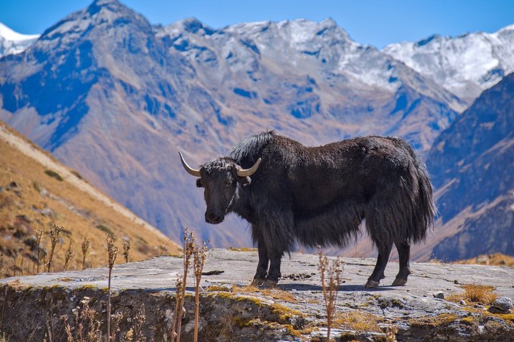 Einsames Yak in der Nähe des Jomolhari Base Camps Einsames Yak in der Nähe des Jomolhari Base Camps in Bhutan