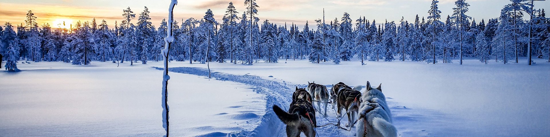 Mehrere Huskies ziehen einen Schlitten durch die verschneite Landschaft Lapplands