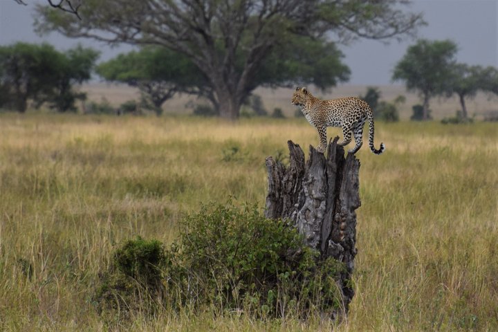 Lepard steht auf einem Baumstrunk und beobachtet die Umgebung